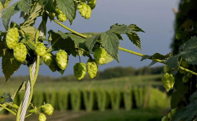 Kneitinger-Placeholder-Regionpic2