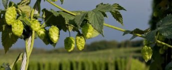 Kneitinger-Placeholder-Regionpic2